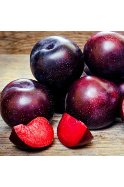 Плуот Черрикос – спелые красно-фиолетовые плоды.